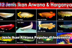 Inilah 12 Jenis Ikan Arwana Lengkap Dengan Harga dan Cara Perawatannya