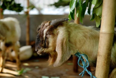 Info Ternak, Cara Menyembuhkan Kambing Mencret dengan Bahan Alami, Terbukti Ampuh Langsung Sehat!