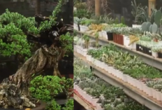 Festival Flona 2025! Yuk Buruan Intip Koleksi Tanaman Mewah yang Bikin Takjub di Lapangan Banteng Jakarta