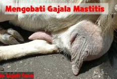 Ampuh! 6 Cara Mengobati Gejala Mastitis pada Kambing Pasca Melahirkan, Solusi Inovatif Dalam Dunia Peternakan