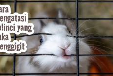 Kamu Harus Tau Nih! 6 Cara Mengatasi Kelinci Suka Menggigit Kandang, Gini Solusinya