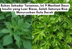 Bukan Sekadar Tanaman, Ini 9 Manfaat Daun Insulin yang Luar Biasa, Salah Satunya Bisa Menurunkan Gula Darah...
