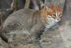 Memiliki Corak Bulu yang Indah, 6 Kucing Liar ini Termasuk Kedalam Hewan yang Terancam Punah, Apa Aja?