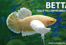 Info Ternak, 6 Cara Budidaya Ikan Cupang Jenis Dumbo Ear, Tips dan Panduan untuk Berternak Bagi Pemula