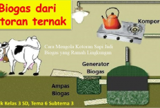 Peternak Wajib Tau, Gini Cara Mengolah Kotoran Sapi Jadi Biogas yang Ramah Lingkungan, Bikin Hemat Pengeluaran