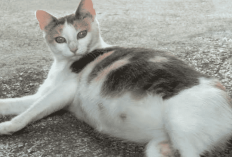 Stop! 2 Hal yang Harus Kamu Perhatikan Sebelum Mengawinkan Kucing Kesayanganmu, Berikut Penjelasannya...