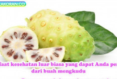 Khasiat Buah Mengkudu yang Luar Biasa untuk Kesehatan Tubuh Anda, ini lah  11 manfaat kesehatan luar biasa yan