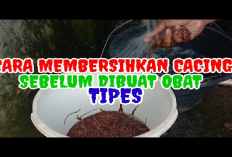 Kamu Harus Tau Nih! 7 Tahap Pengolahan Cacing Tanah Sebelum Jadi Obat untuk Manusia, Apa Aja?