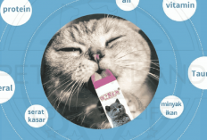 Lagi Tanggal Tua? Cat Food Stick Jadi Pilihan yang Tepat Untuk Cemilan Kucing Kesayanganmu