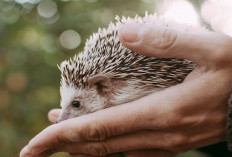 Yuk simak! 6 Makanan Penting yang Dapat Membantu Kebutuhan Nutrisi Landak Mini, Apa Aja?