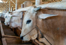 Begini Tata Cara Penyembelihan Hewan Kurban, Ingat, Bagikan Dalam Bentuk Daging Segar