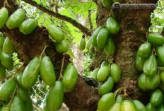 15 Manfaat Luar Biasa Belimbing Wuluh untuk Kesehatan dan Kecantikan, No 3 Biasa Dilakukan Wanita