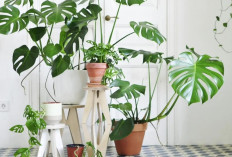 Bukan Sekadar Hiasan! 5 Tanaman Indoor Ini Bisa Bikin Hidupmu Lebih Sehat dan Tenang