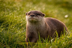 7 Fakta Berang-berang Mamalia yang Dijuluki Sebagai Insinyur Alam, Yuk Simak Apa Aja?