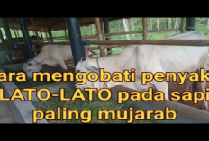 6 Cara Mengatasi Radang Usus Besar Pada Sapi, Perawatan yang Efektif Untuk Hewan Ternak