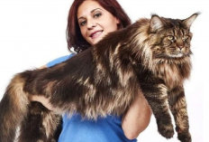 5 Ras Kucing Tertua yang Telah Hidup Ribuan Tahun Lalu, Nomor 5 Dianggap Sebagai Simbol Kekayaan, Kok Bisa?