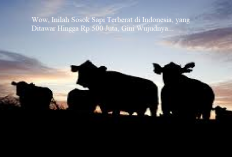 Wow, Inilah Sosok Sapi Terberat di Indonesia, yang Ditawar Hingga Rp 500 Juta, Gini Wujudnya...