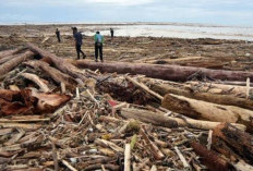 Ngeri, Ribuan Gelondongan Kayu Ikut Tersapu Banjir Bandang Sumatera, Kemenhut Angkat Suara, Pembalakan Liar?