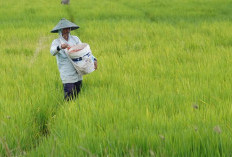 Harga Pupuk Bikin Petani Semringah! Optimis Hadapi Musim Tanam Baru