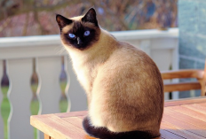 Sudah di Mandikan Tapi Tetap Rontok! Ternyata Ini 4 Penyebab Kucing Sering Over Grooming Bulunya Sendiri...