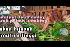 Peternak Wajib Tau! 5 Manfaat Daun Dadap Sebagai Pakan Kambing, Pilihan Nutritif untuk Pertumbuhan Optimal