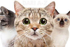 Pilih Purebreed atau Mixed Breed? Ternyata ini 4 Perbedaan yang Membuat Kucing Ras Murni Lebih Baik, Kok Bisa?