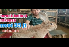 Mantap! Harga Kelinci German Giant Menyentuh Rp10 Juta, Berikut 4 Cara Ternaknya