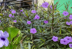 Kencana Ungu: Tanaman Liar Ini Ternyata Menyimpan 7 Manfaat untuk Kesehatan Loh..