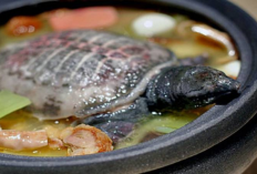 Lezat! Resep Masakan Daging Kura-Kura Ala Restoran Bintang 5, Pencinta Kuliner Wajib Coba