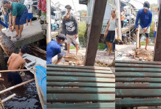 Ih Ngeri, Warga Tulung Selapan Angkat Buaya Besar Tanpa Alat Pengaman