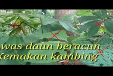 Bahaya Ini Dia 5 Jenis Rumput Beracun yang Berpotensi Menyebabkan Kematian Pada Kambing Ternak, Apa Saja?