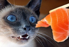 Cat Lover Wajib Tau Nih! Ternyata Ikan Mentah Tidak Cocok Untuk Dikonsumsi Kucing Siam, Kenapa...