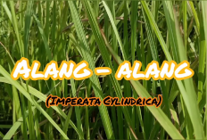 Bukan Rumput Biasa, Ternyata Alang Alang Bisa Jadi Obat untuk Berbagai Penyakit Lho, Cekidot!