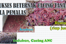 Melirik Budidaya Cacing Tanah Menjadi Peluang Bisnis yang Menjanjikan Serta Mudah untuk Memulainya,Gini Carany