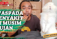Waspada! 5 Penyakit Umum yang Sering Menyerang Kelinci Saat Musim Hujan, No 5 Paling Bahaya, Kok Bisa?