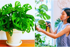 Berikut 8 Cara Merawat Tanaman Janda Bolong yang Benar, Bikin Suasana Rumah Lebih Seger! 