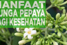 7 Manfaat Bunga Pepaya untuk Kesehatan No 3 Tak Terduga, Yuk Cobain Khasiatnya Sekarang Gias