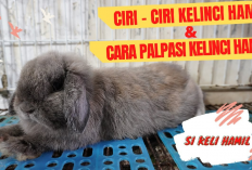 Kamu Harus Tau Nih! 8 Fakta Menarik Ciri Ciri Kelinci Hamil, No 5 Sering Dianggap Biasa Aja