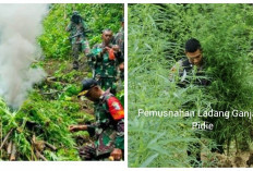 Wah Gila! Penemuan Ladang Ganja Siap Panen Seluas 1,5 Hektare di Pedalaman Pidie, Polisi Lakukan Ini...