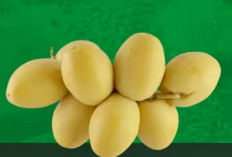 Kenali Khasiat Kurma Muda (Ruthab)! 5 Manfaatnya yang Baik untuk Program Hamil