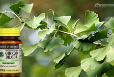 Atasi Katarak? 3 Manfaat Ginkgo Biloba untuk Kesehatan Mata