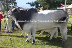 Brahmana, Sapi Kurban Presiden Jokowi Berbobot 1.057 Kg Asal Lombok Lulus Seleksi