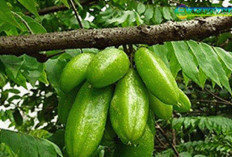 Rahasia Alam yang Luar Biasa! 15 Manfaat Belimbing Wuluh: Mengatasi berbagai Keluhan Penyakit