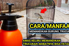 Bapak-bapak Wajib Tau! Ini Dia 7 Langkah yang Benar Mandiin Burung Agar Bersih dan Apik, Berikut Manfaatnya!