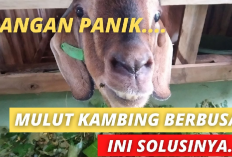 9 Cara Mengatasi Mulut Kambing yang Berbusah Solusi untuk Kesehatan yang Optimal, Gini Penjelasannya!