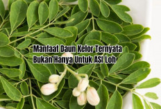Bukan Hanya Untuk ASI, Manfaat Daun Kelor Ternyata Lebih Dari Itu, Simak di Sini