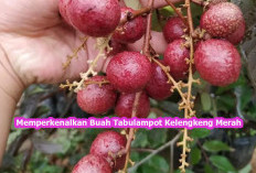 Buah Tabulampot Kelengkeng Merah Alternatif Hebat untuk Pakan Lebah dan Kelulut