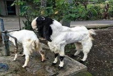Info Ternak, Ini Ciri-Ciri Kambing Birahi Siap Kawin yang Wajib Diketahui Pemula, Awas Jangan Terlewatkan!