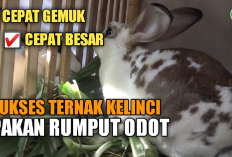 Bunny Lovers, Manfaat Rumput Odot Untuk Kelinci Ternyata Bisa Bikin Gemoy, Yuk Cobain...