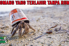 Rekomendasi Makanan Kelomang yang Merupakan Hewan Omnivora, Apa Aja?